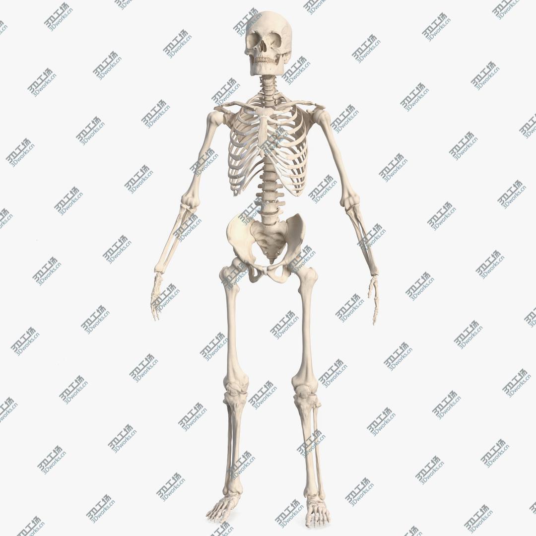 images/goods_img/202104022/Male Skeleton Full Body 3D/1.jpg